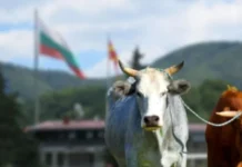 Cattle from Macedonia end up on Bulgarian territory, unknown what will happen to them