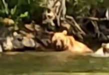 VIDEO| Genuinely rare sighting –bear bathes with her cubs in the Radika River
