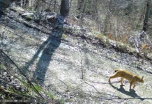 Two new Balkan lynx specimens recorded on SharPlanina, five in total