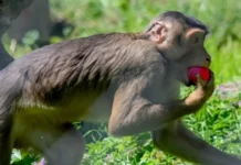 PHOTO | Colored eggs for the monkeys as well – Skopje Zoo celebrates Easter