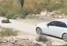Court orders 30-day detention for Macedonian woman who ran over dog in Ulcinj