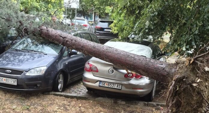 drvo padnato vrz avtomobili vo Skopje 21jul26