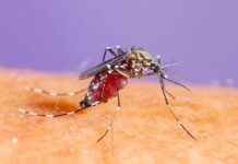 Cases of malaria, dengue and Zika registered in 2026, says Health Minister