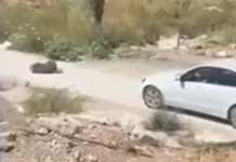 Macedonian national arrested in Montenegro for brutally running over a dog