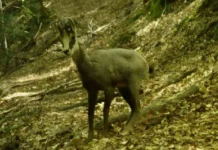 Chamois, wild boar and lynx caught on camera in Pelister National Park